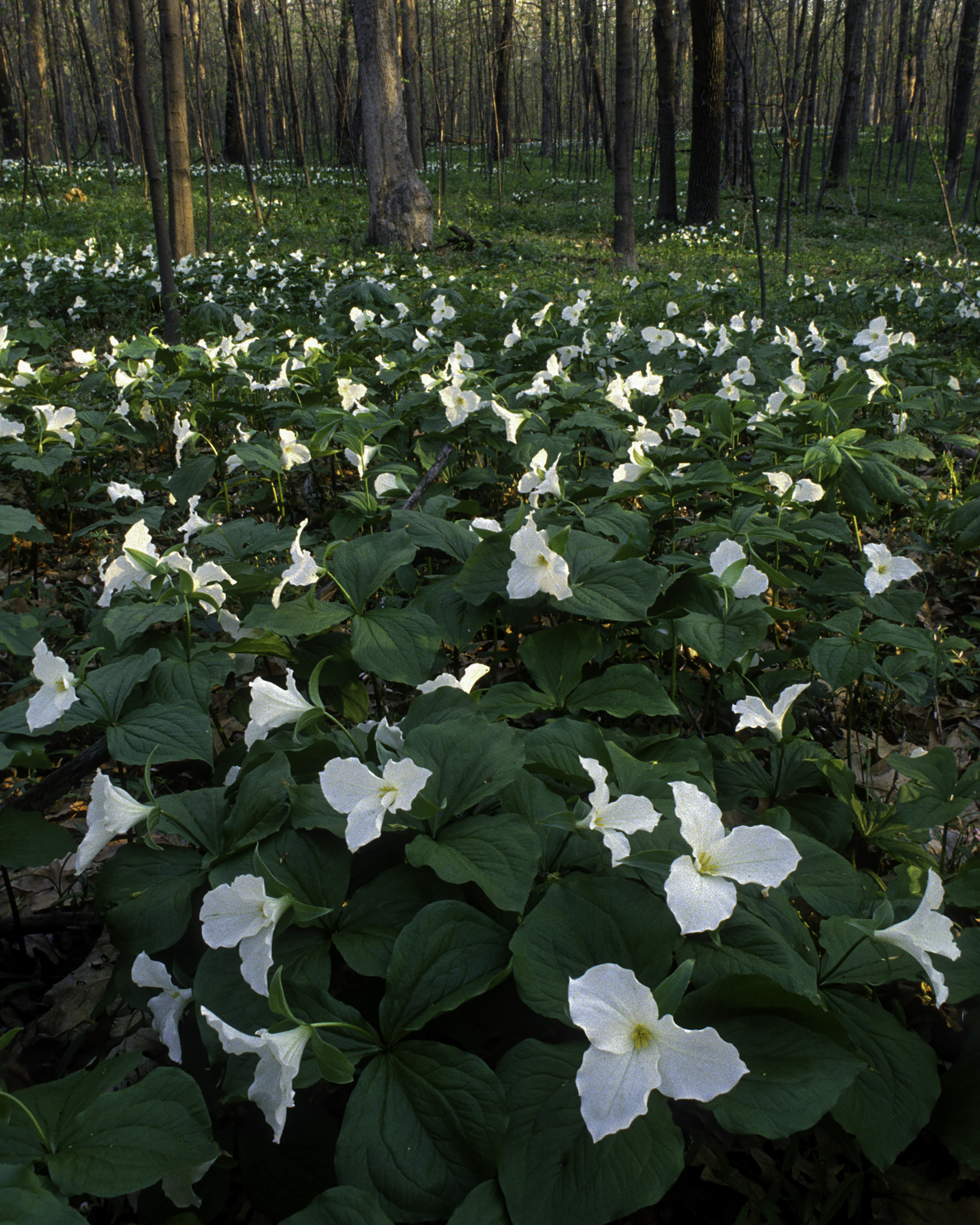 Large Flowered Trillium in Ryerson Forest Preserve, Ill