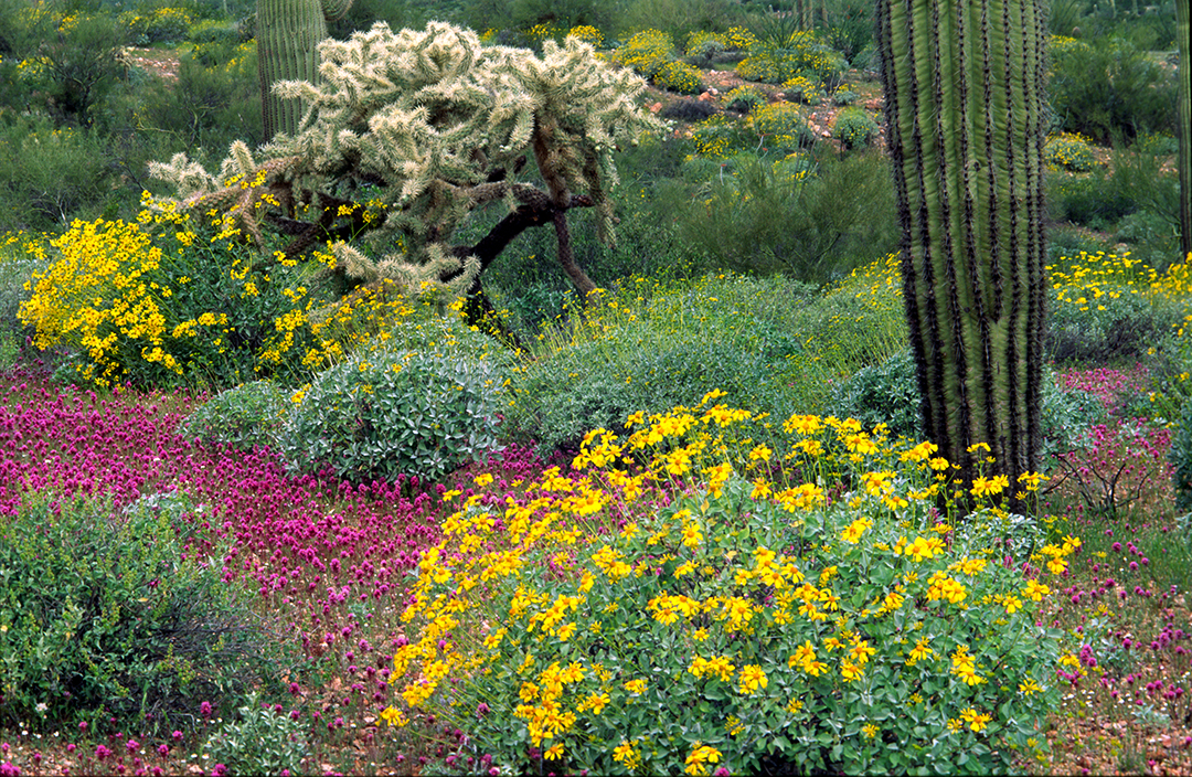 Brittle bush, owl clover, chainfruit cholla, and saguaro cactus, Organ Pipe Cactus National Park, AZ