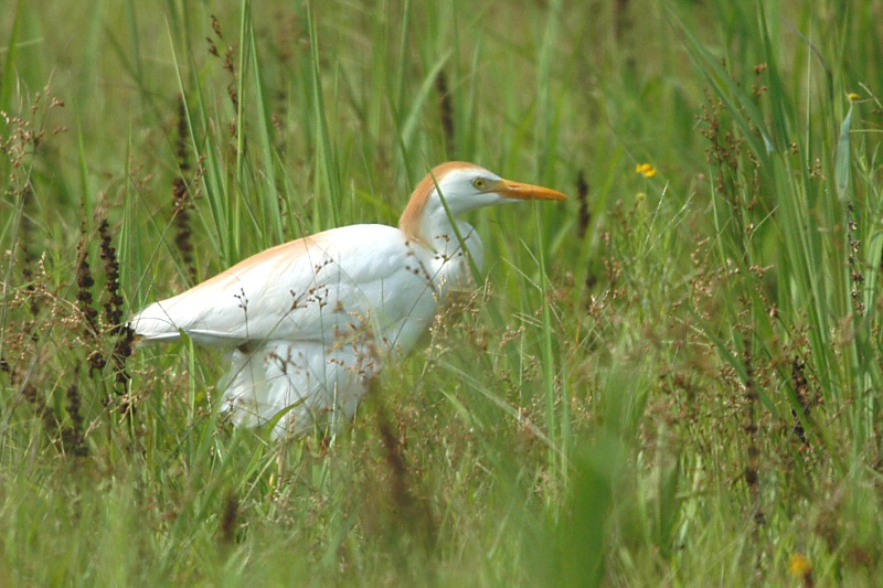 Egret_Cattle W4349.jpg