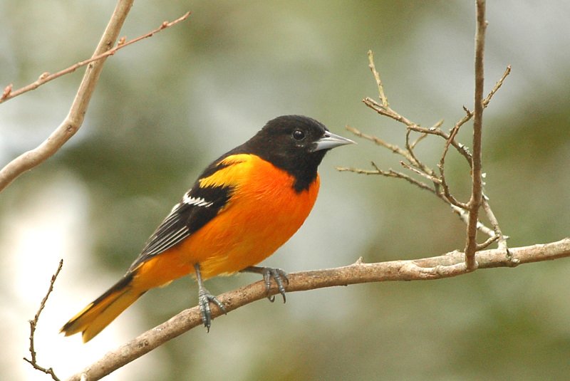 Oriole_Baltimore 1179C.jpg