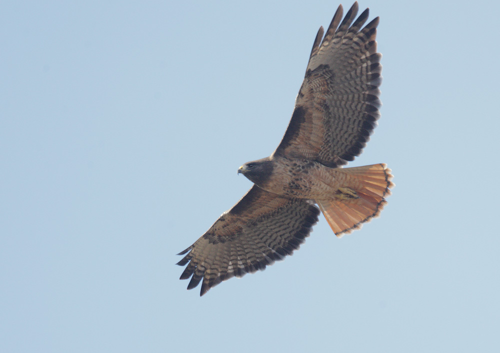 Red-tailed Hawk