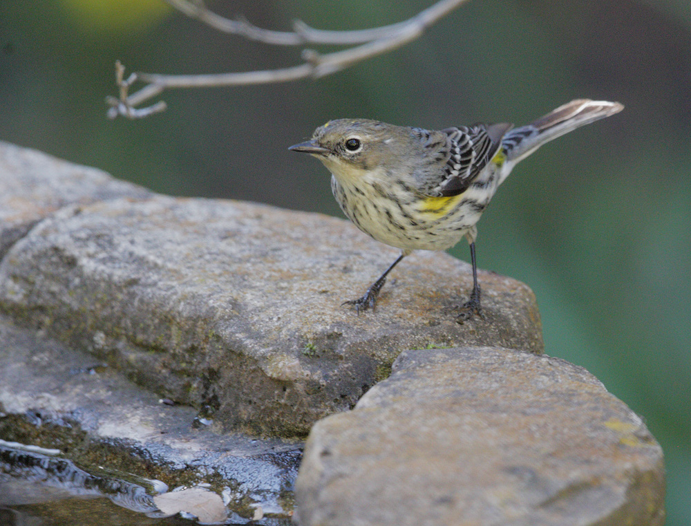 Yellow-rumped Warbler, Myrtle, 09-Feb-2020