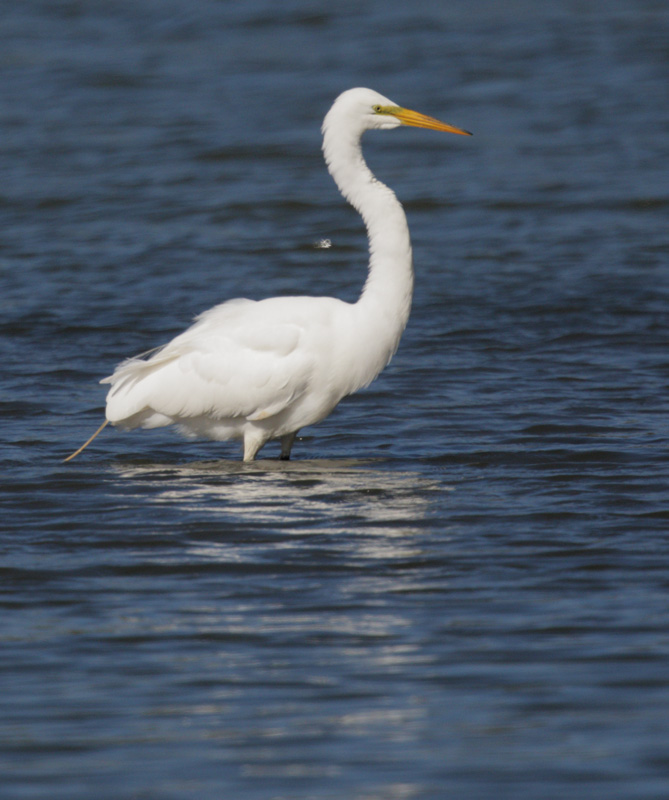 Great Egret