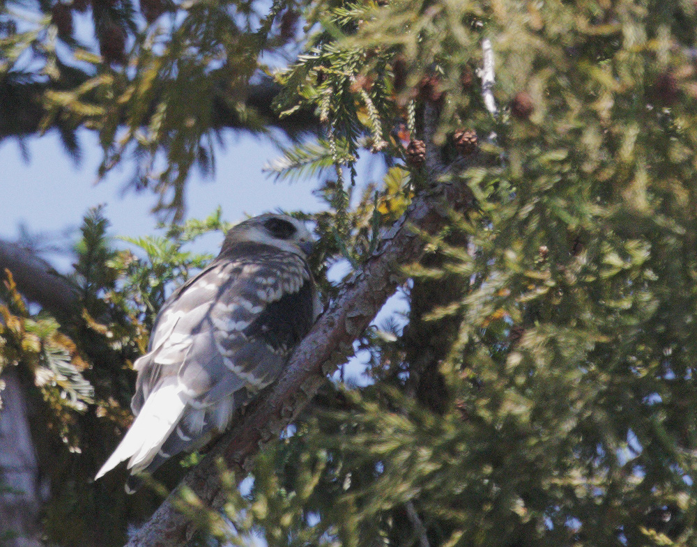 White-tailed Kite, juvenile