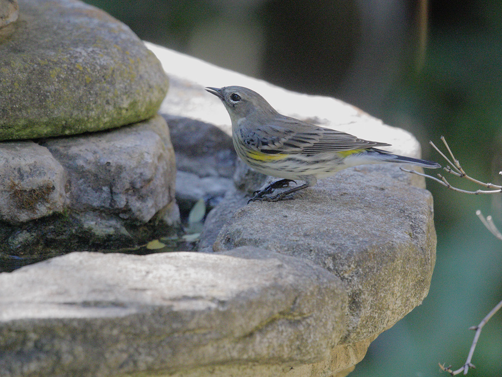 Yellow-rumped Warbler, Audubons, 18-Oct-2020