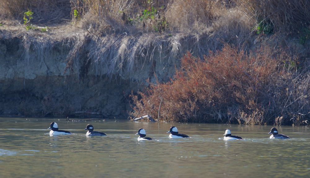 Buffleheads, 20-Dec-2020