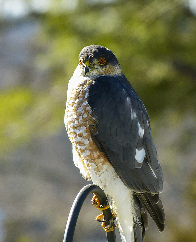 sharp-shinned hawk 070