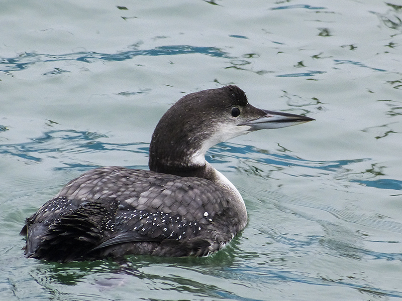 loon 414
