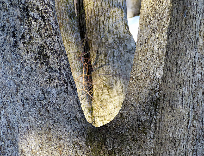 the light in the woods 304