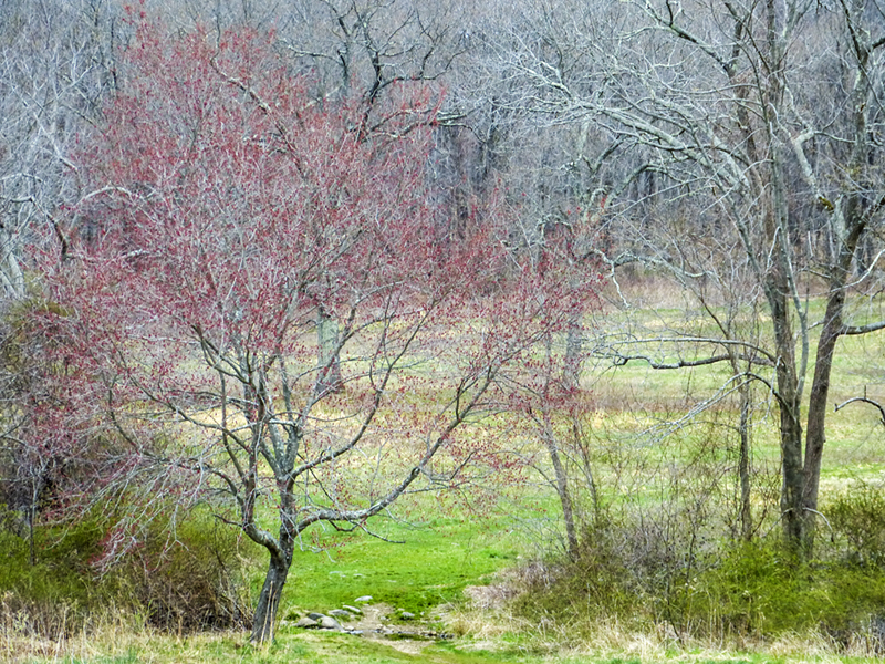 spring 500