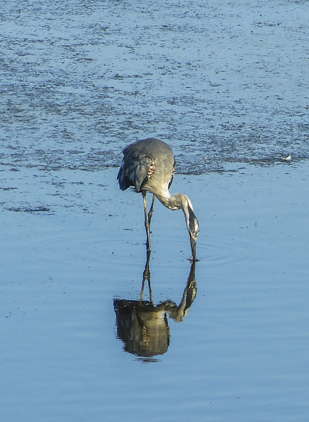 great blue heron 0540
