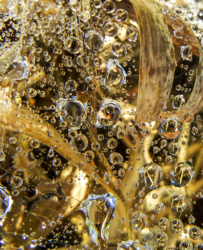 effervescent dew 330