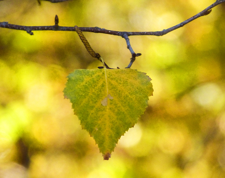 a heart for donna 049