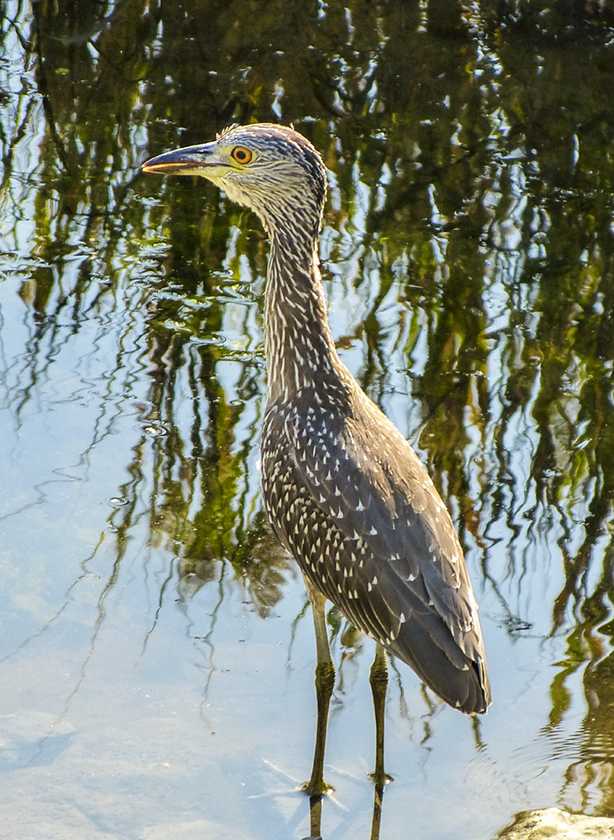 juvenile yellow-crowned night heron 066