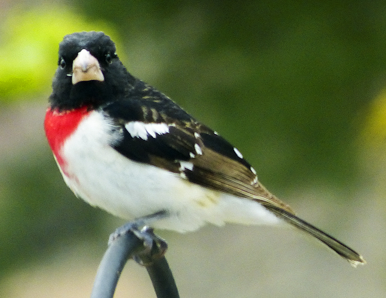 rose-breasted grosbeak 202