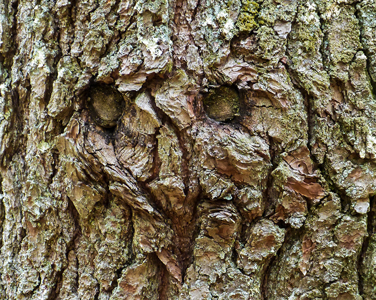 a bark worse than its bite 419