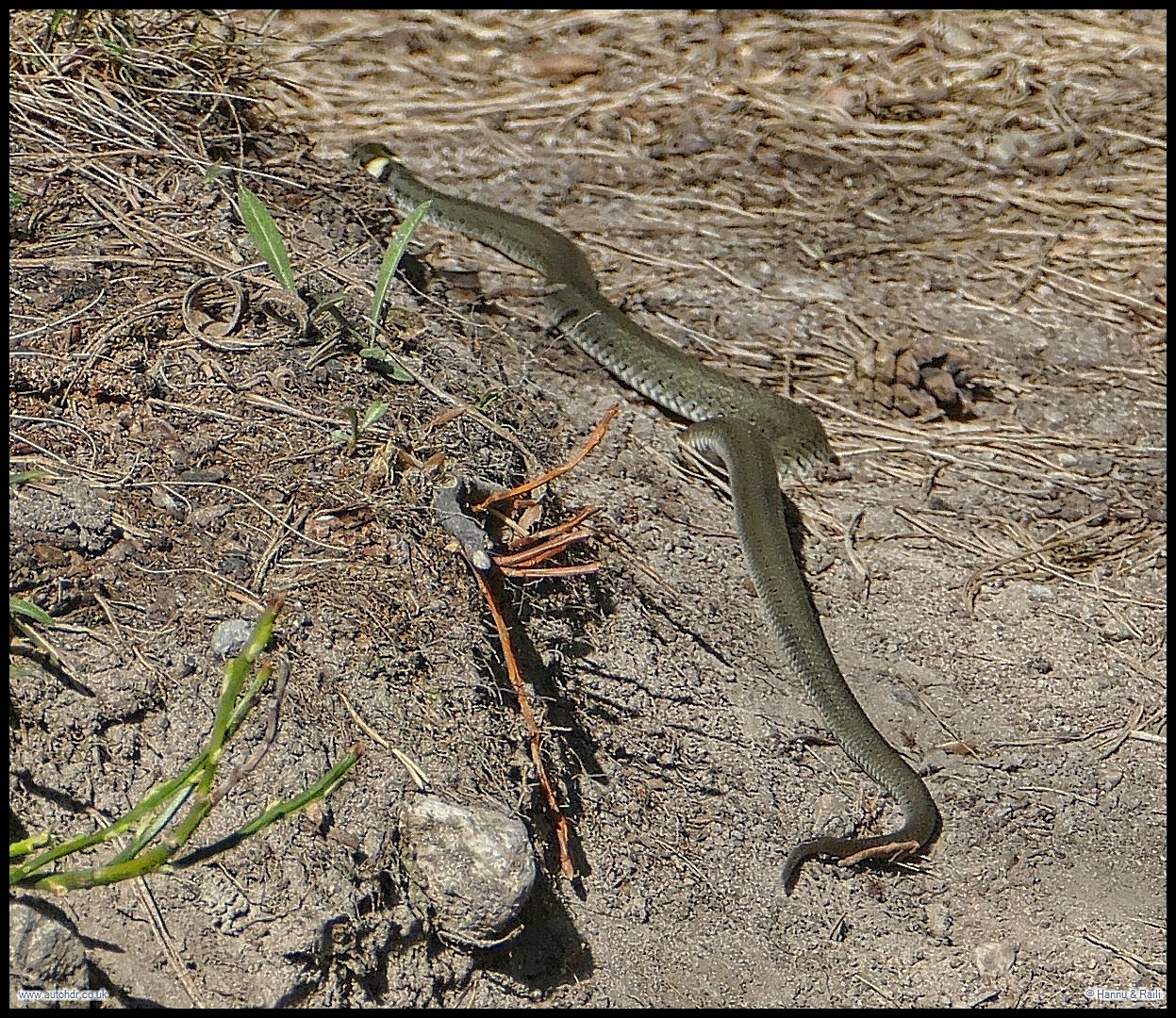 P1580306 Snake_HDR.JPG