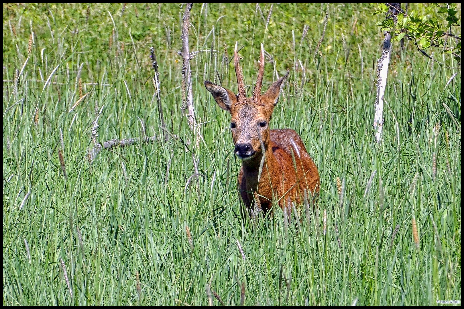 P1620759AAB_HDR.JPG