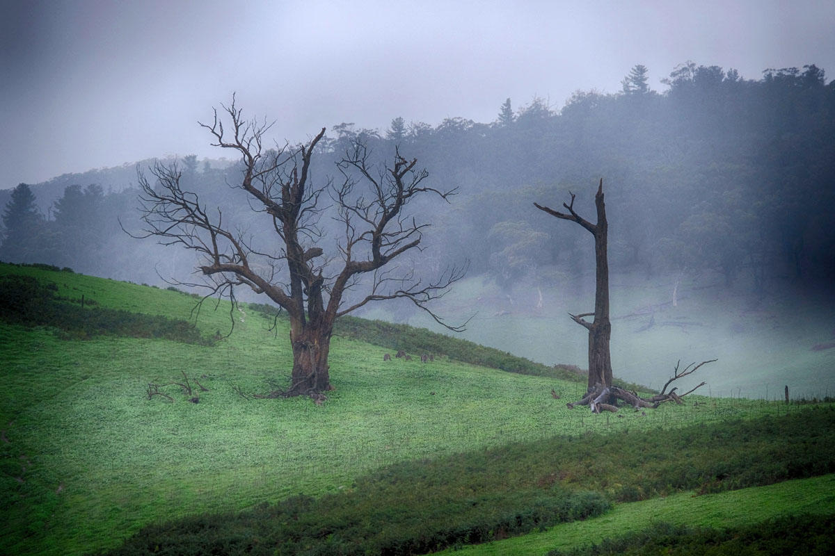 Kuitpo Forest