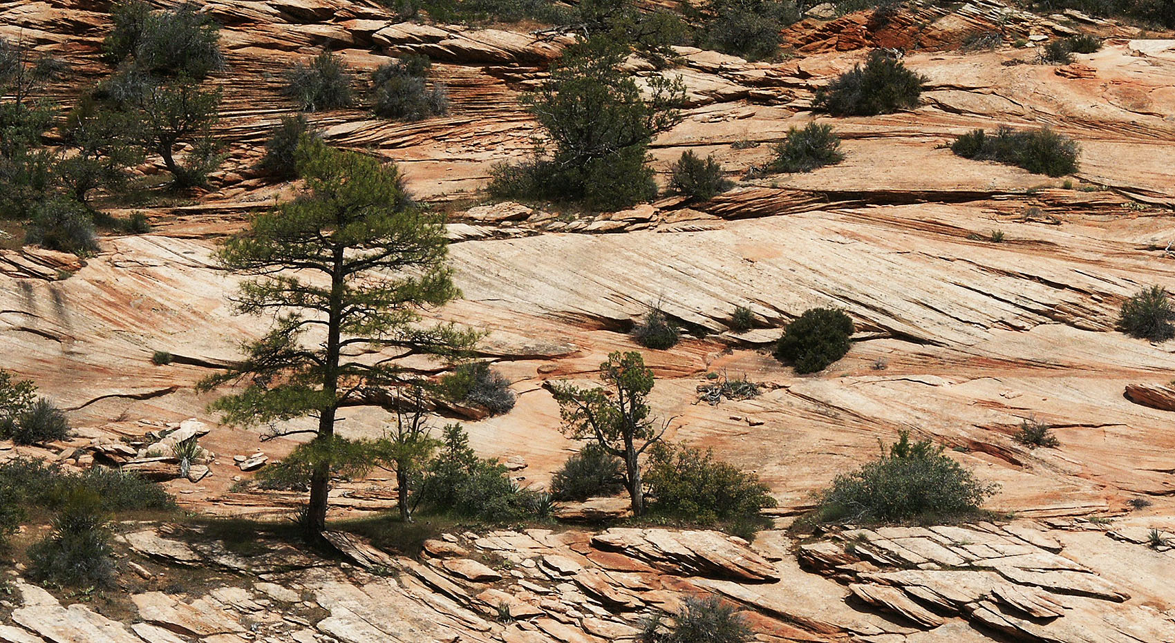 Trees grow out of the rocks