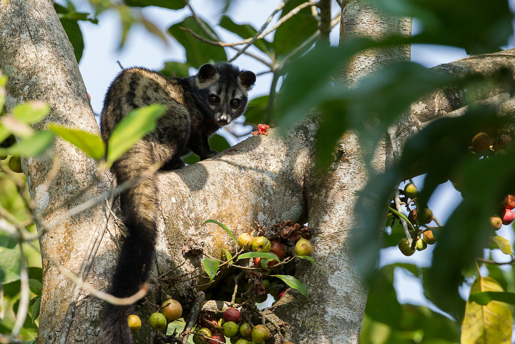 Asian palm civet 