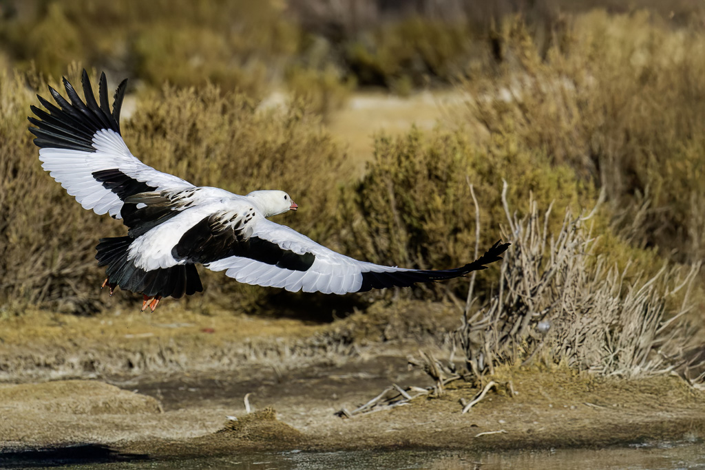 Andean Goose - Andesgans - Ouette des Andes