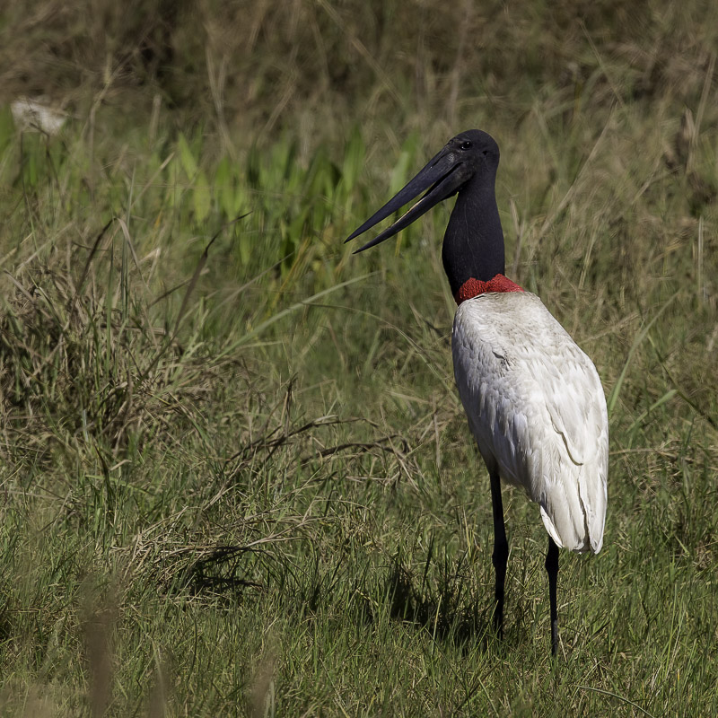 Jabiru - Jabiroe - Jabiru dAmrique