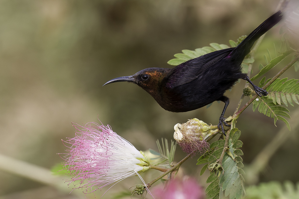 Copper Sunbird - Koperhoningzuiger - Souimanga cuivr (m)