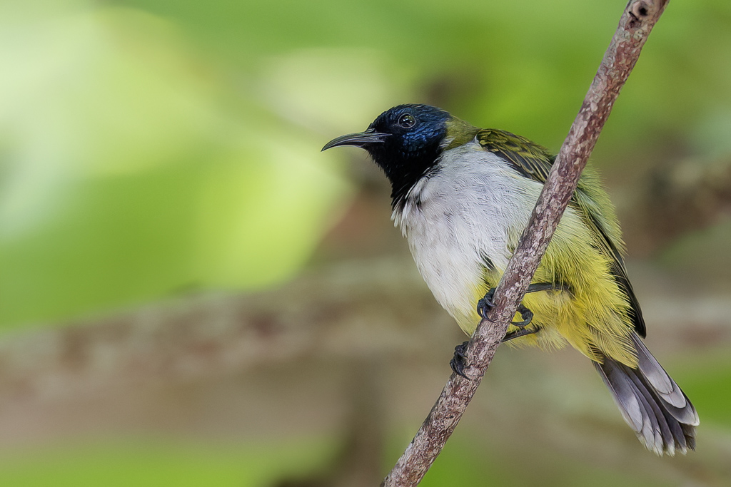 Reichenbachs Sunbird - Reichenbachs Honingzuiger - Souimanga de Reichenbach