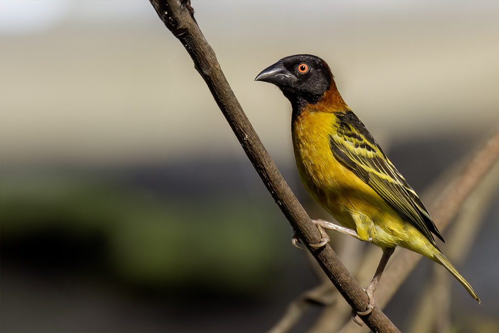 Village Weaver - Grote Textorwever - Tisserin gendarme (m)