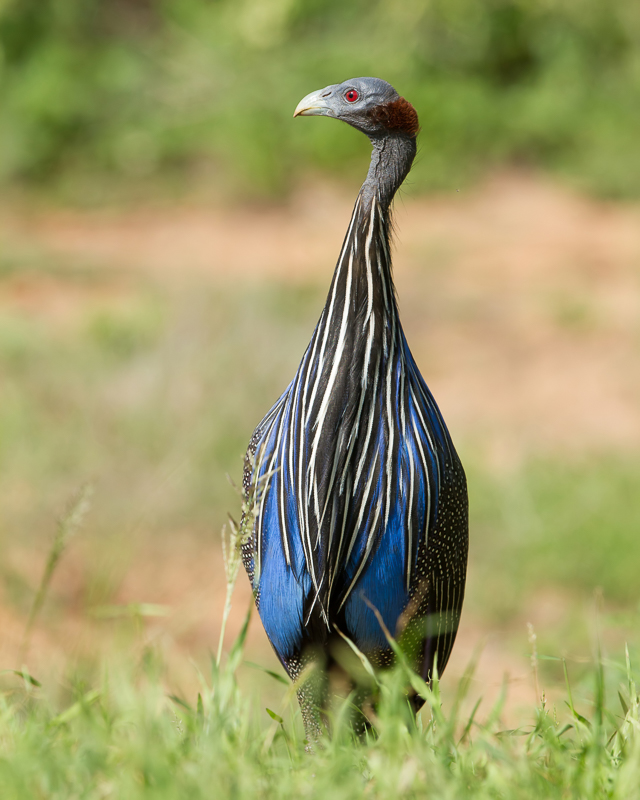 Birds of Kenya 2012