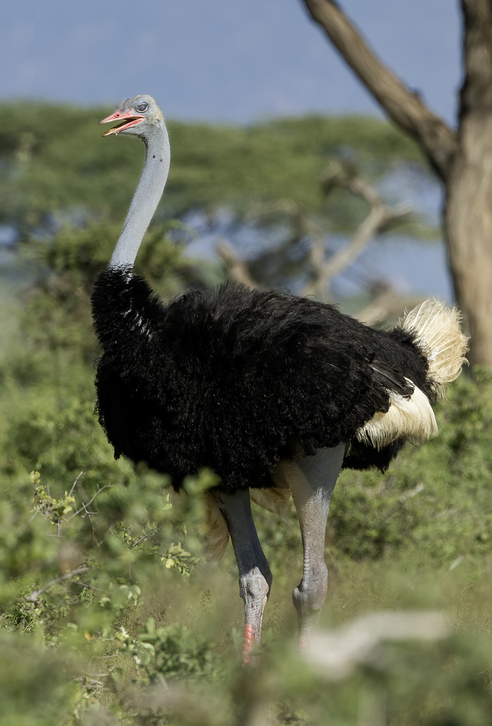 Somali Ostrich - Somalische Struisvogel - Autruche de Somalie (m)