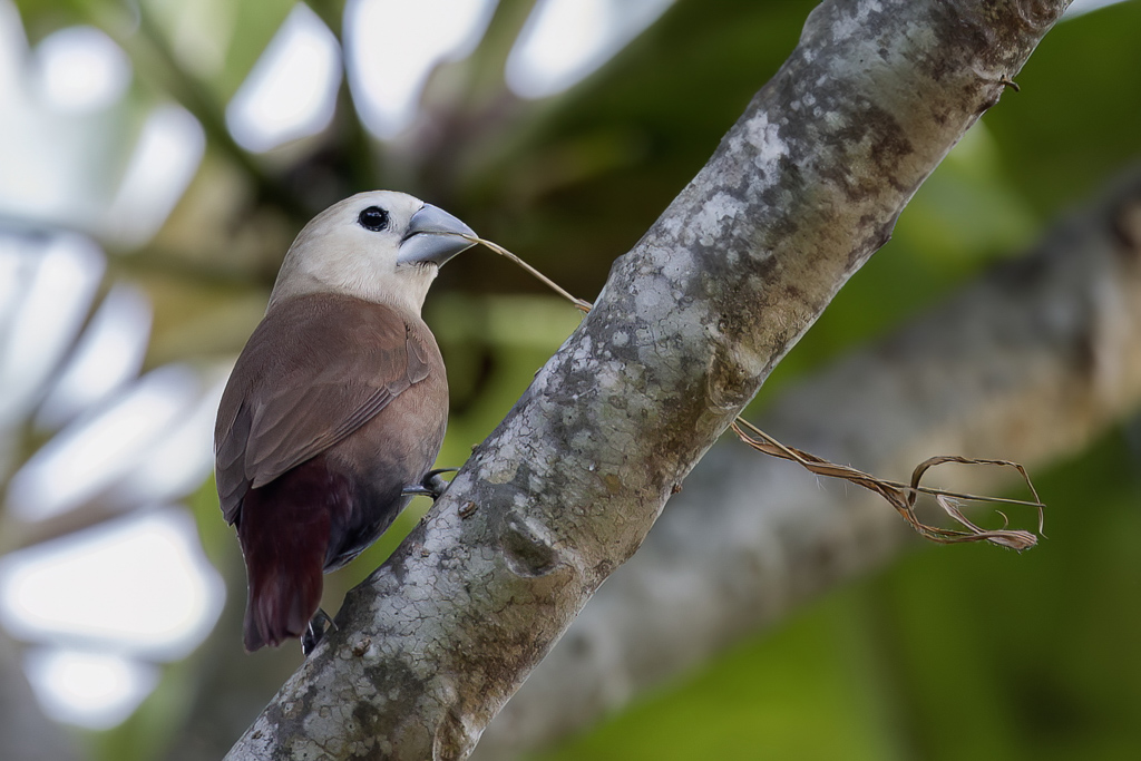 White-headed Munia - Witkopnon - Capucin  tte blanche