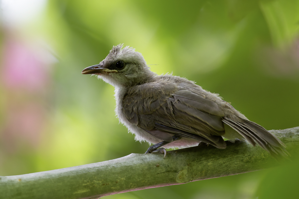 Yellow-vented Bulbul - Wenkbrauwbuulbuul - Bulbul goiavier (j)