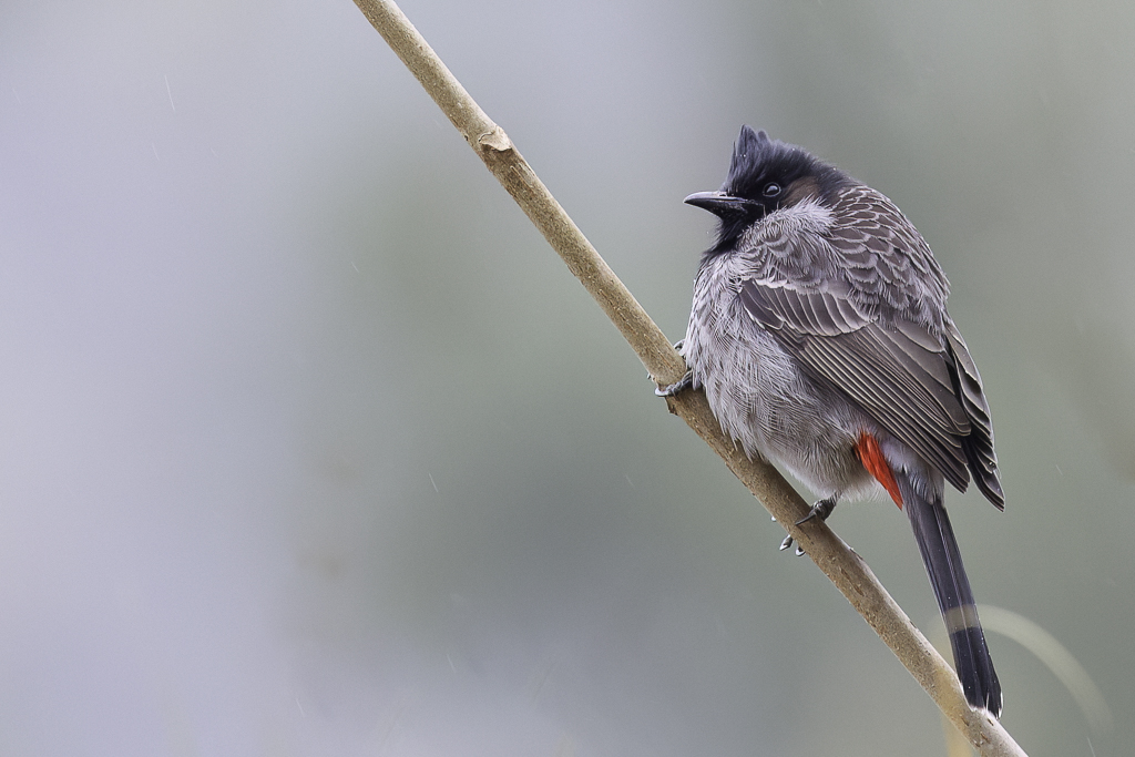 Red-vented Bulbul - Roodbuikbuulbuul - Bulbul  ventre rouge