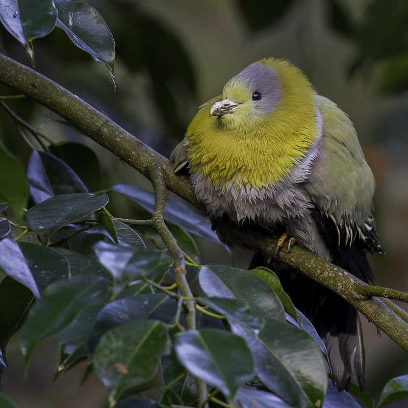 Yellow-footed Green Pigeon - Geelpootpapegaaiduif - Colombar commandeur