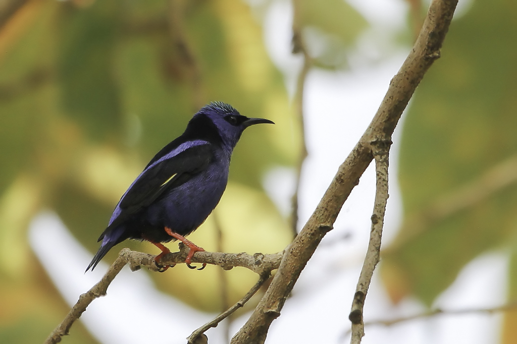 Red-legged Honeycreeper - Blauwe Suikervogel - Guit-guit sa