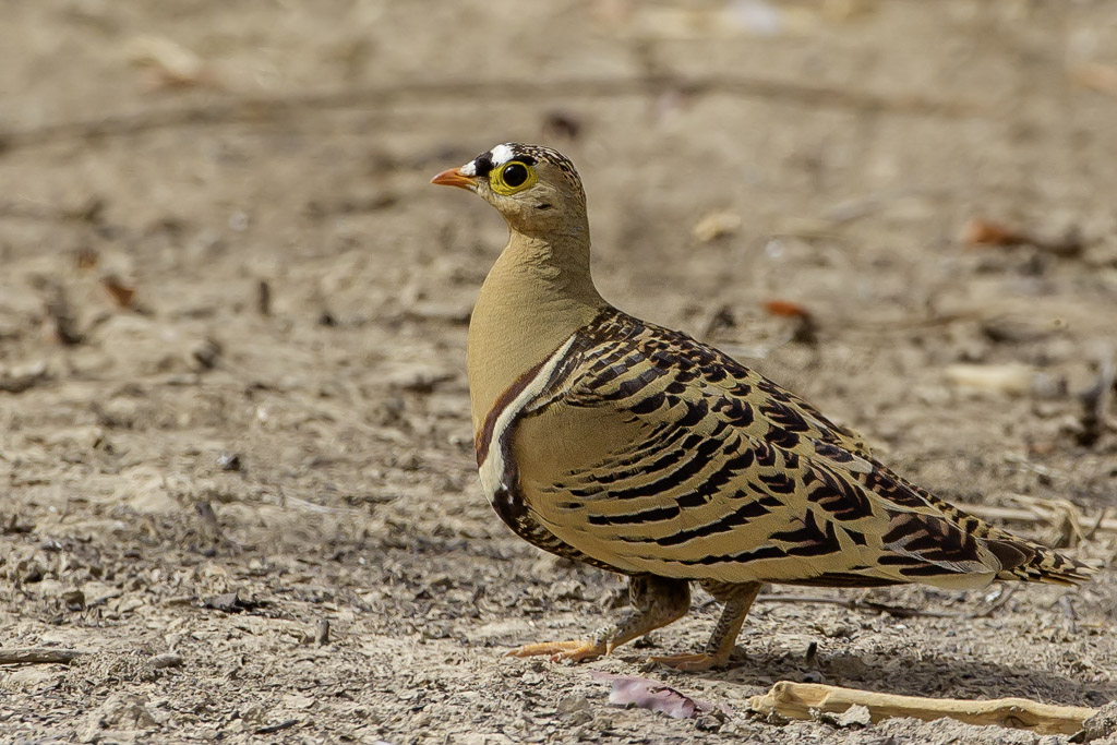 Four-banded Sandgrouse - Vierbandzandhoen - Ganga quadribande (m)