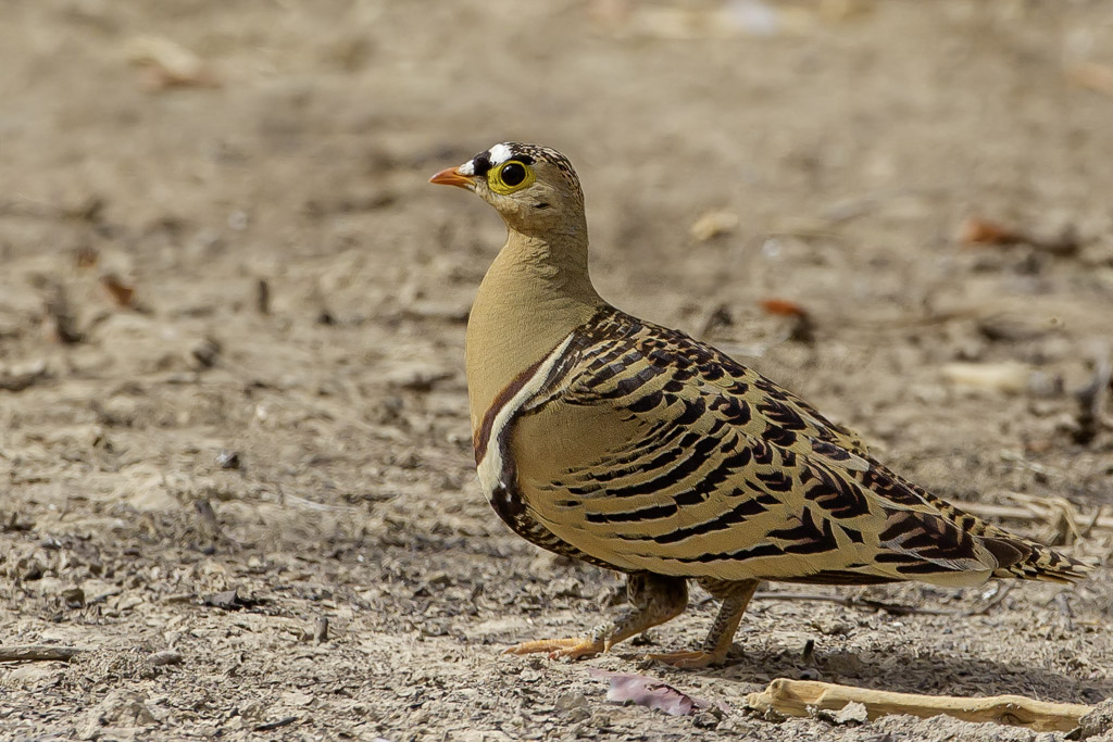 Four-banded Sandgrouse - Vierbandzandhoen - Ganga quadribande (m)