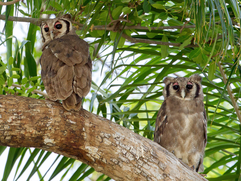 Verreauxs Eagle-Owl - Verreaux Oehoe - Grand-duc de Verreaux