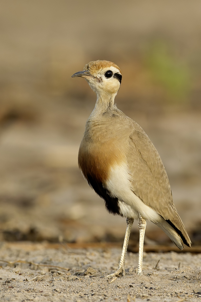 Temmincks Courser - Temmincks Renvogel - Courvite de Temminck
