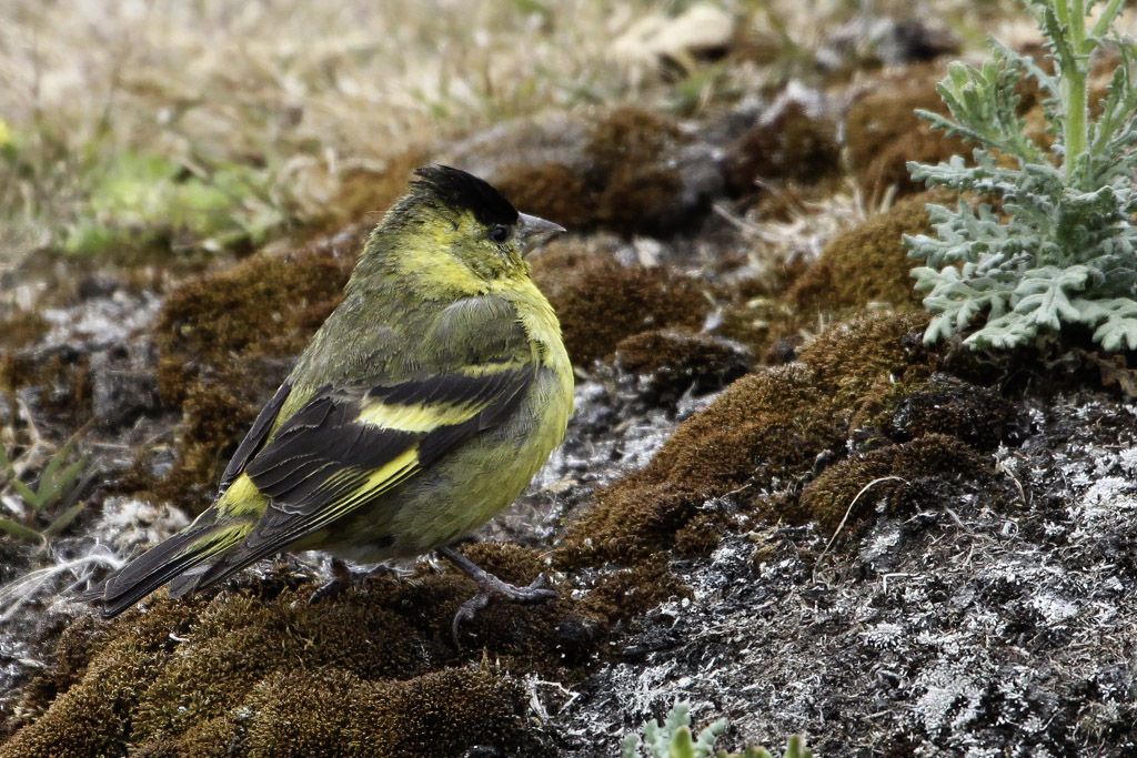 Black-chinned Siskin - Zwartkinsijs - Tarin  menton noir