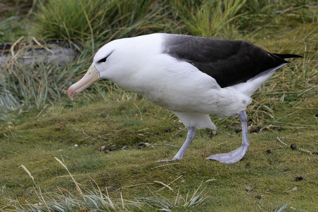 Black-browed Albatross - Wenkbrauwalbatros - Albatros  sourcils noirs