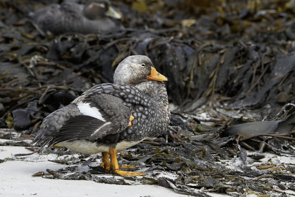 Falkland Steamer Duck - Falklandbooteend - Brassemer des Malouines