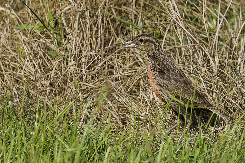 Red-breasted Meadowlark - Zwartkopsoldatenspreeuw - Sturnelle militaire (f)