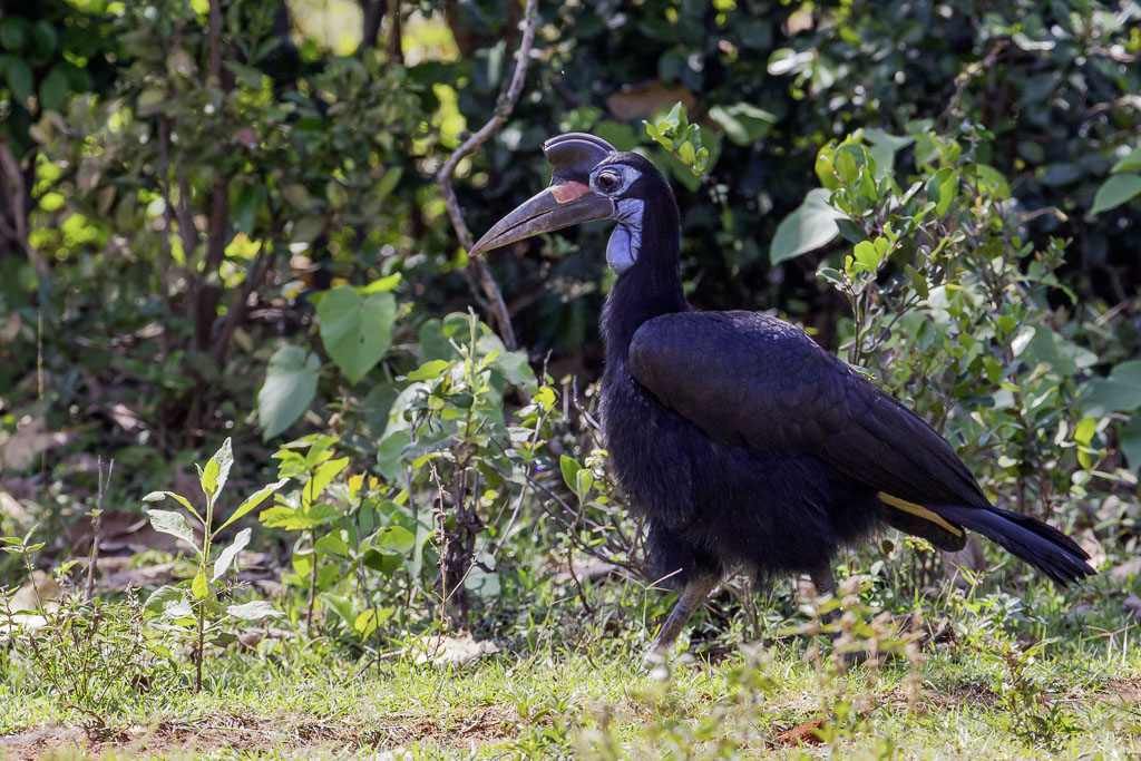 Abyssinian Ground Hornbill - Noordelijke Hoornraaf - Bucorve dAbyssinie (f)