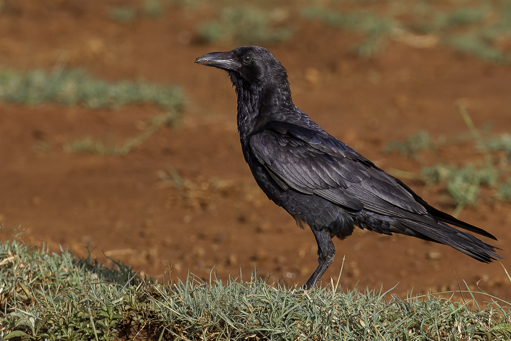 Somali Crow - Ethiopische Raaf - Corbeau dEdith