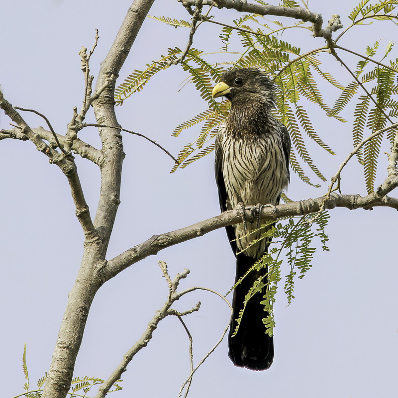 Western Grey Plantain-eater - Grijze Bananeneter - Touraco gris