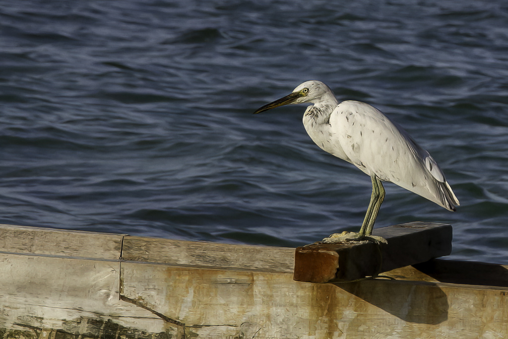 Eastern Reef Heron - Oostelijke Rifreiger - Aigrette sacre