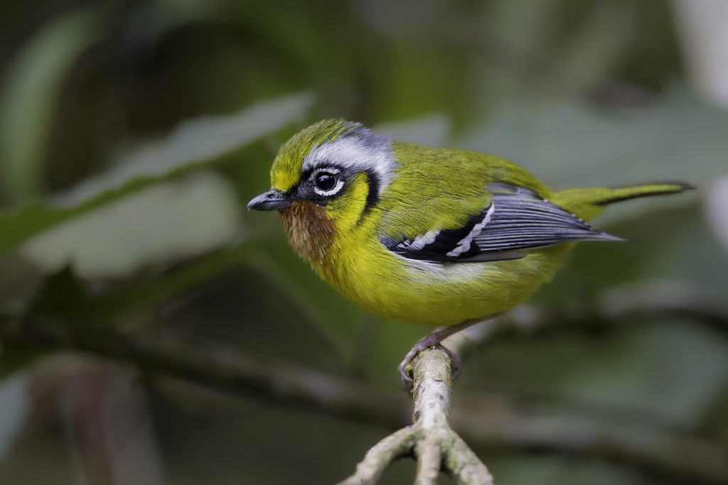 Black-eared Shrike-Babbler - Zwartoorbriltimalia - Allotrie  gorge marron (m)